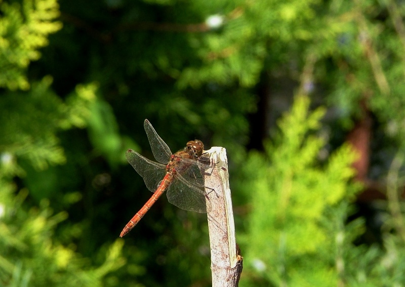 Sympetrum striolatum maschio