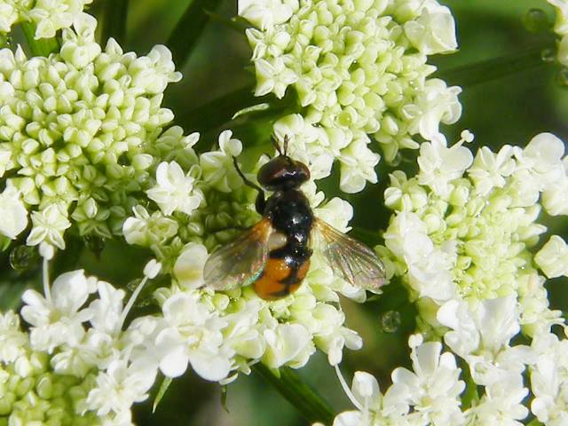 Due Gymnosoma sp. (Tachinidae)