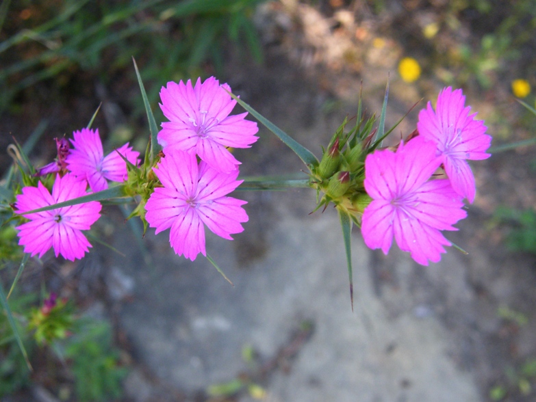 Dianthus sylvestris? no, Dianthus sp.