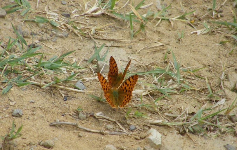 Farfalle in parata