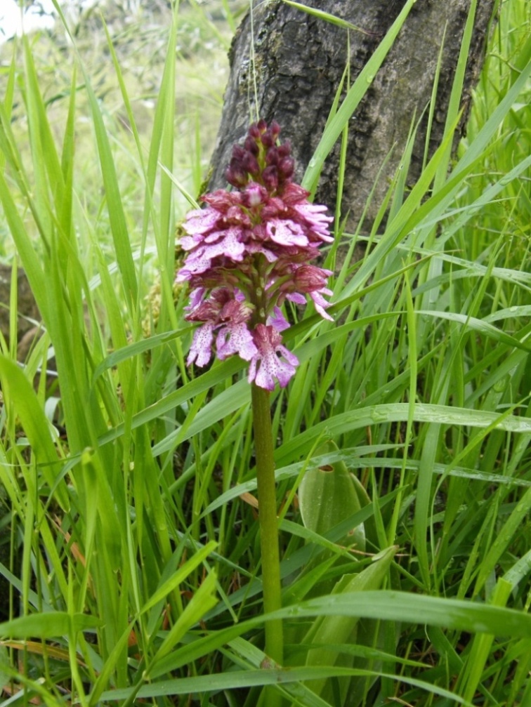 Orchidea purpurea