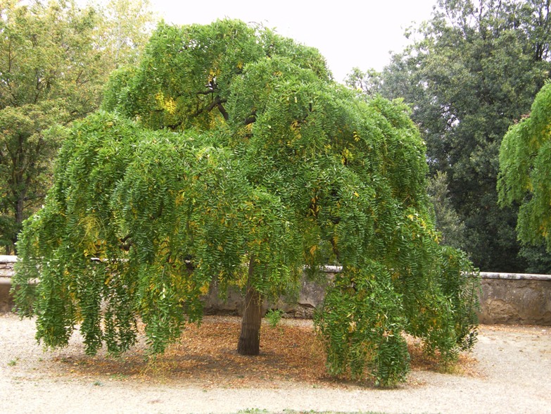 Pianta nel parco - Sophora sp.