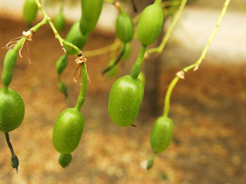 Pianta nel parco - Sophora sp.