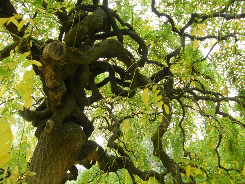 Pianta nel parco - Sophora sp.