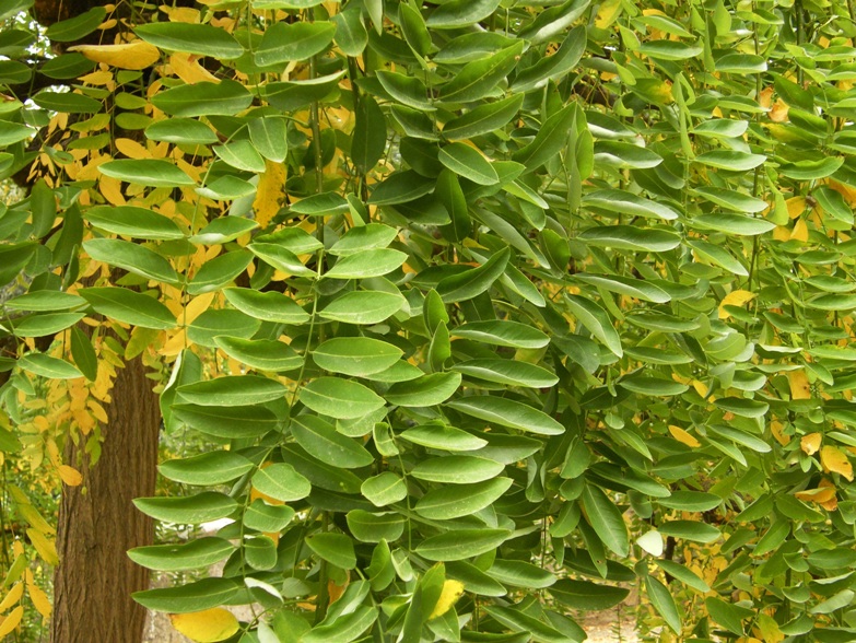 Pianta nel parco - Sophora sp.