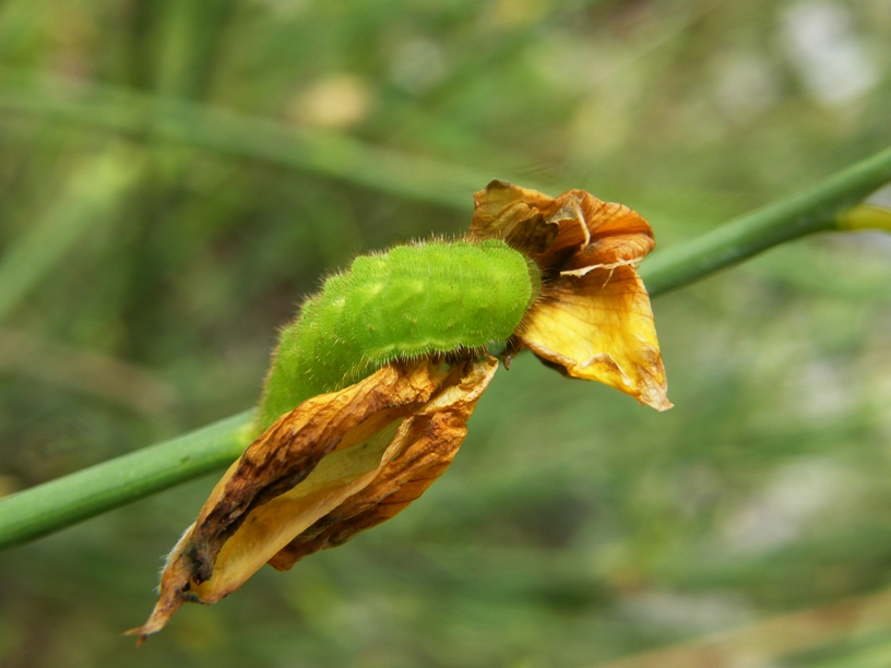 Larva di ?