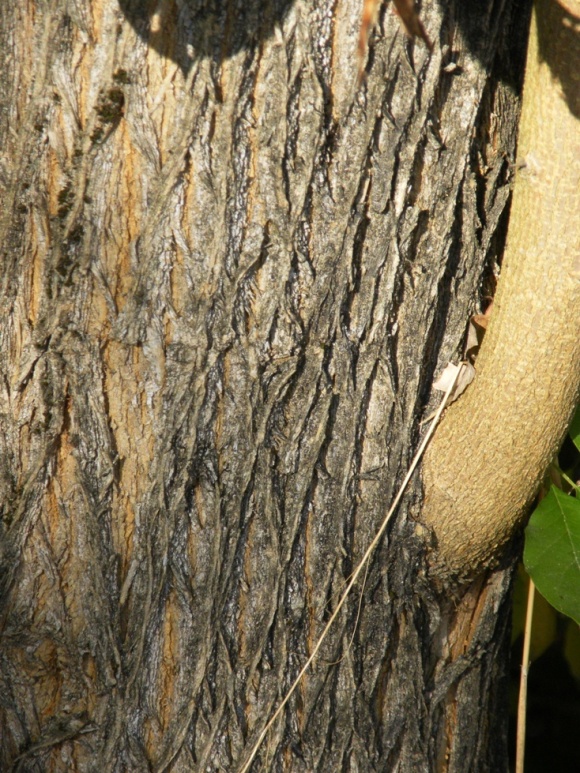 Maclura pomifera / Maclura