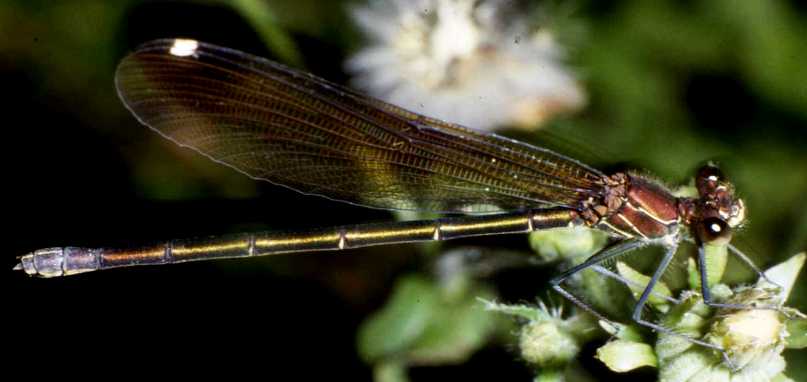 Damigella: Calopteryx haemorrhoidalis