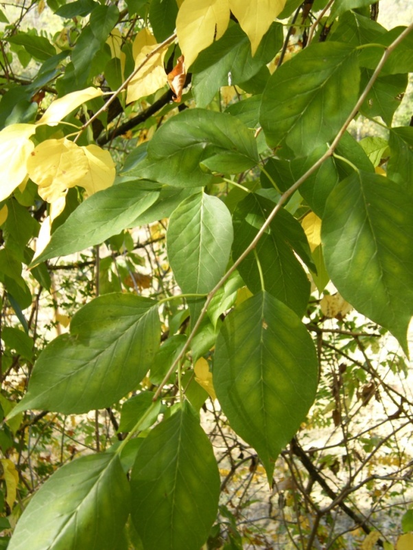 Maclura pomifera / Maclura