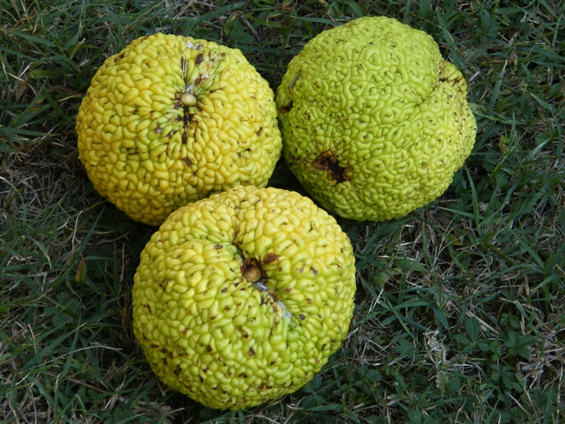 Maclura pomifera / Maclura