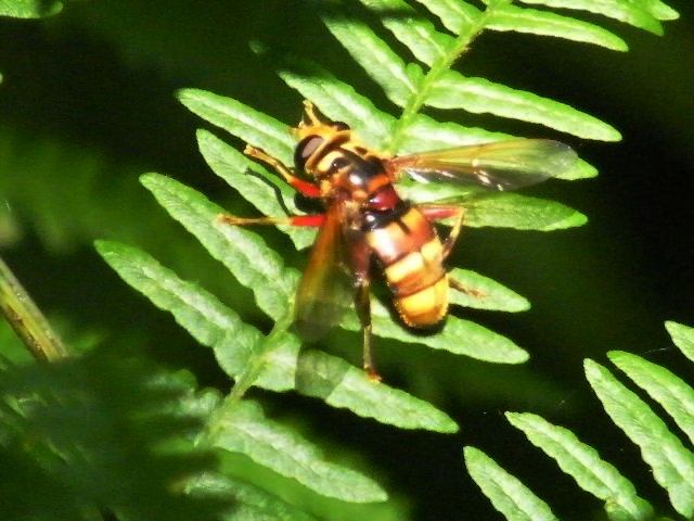 Rosso e giallo: Milesia crabroniformis (Syrphidae)