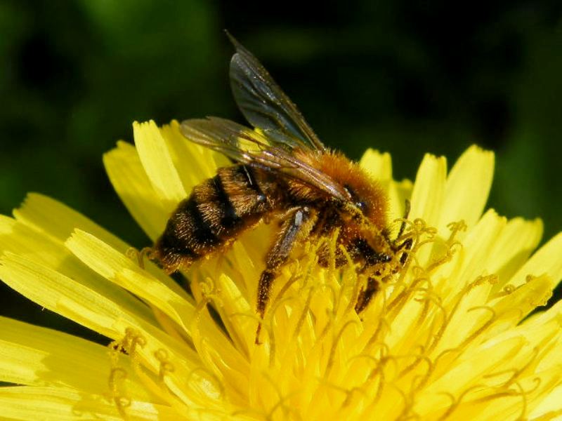 Andrena sp. (Apidae Andreninae)