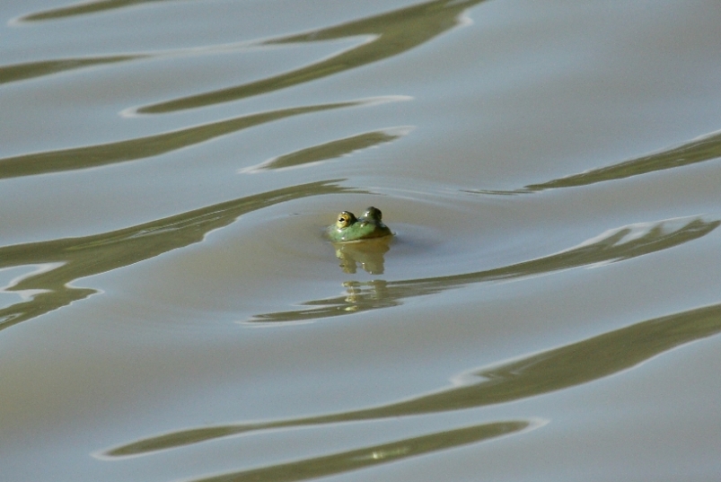 Identificazione ...dagli occhi -Lithobates catesbeianus (PT)