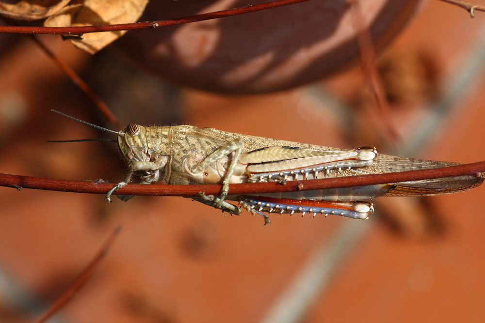 Anacridium .......con zecca?