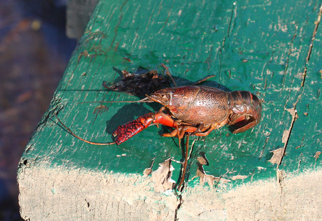 Gambero rosso della Louisiana - Procambarus clarkii