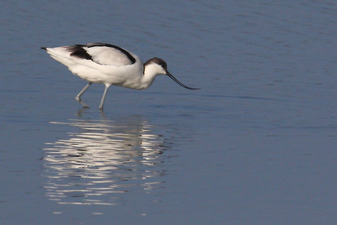 Avocette