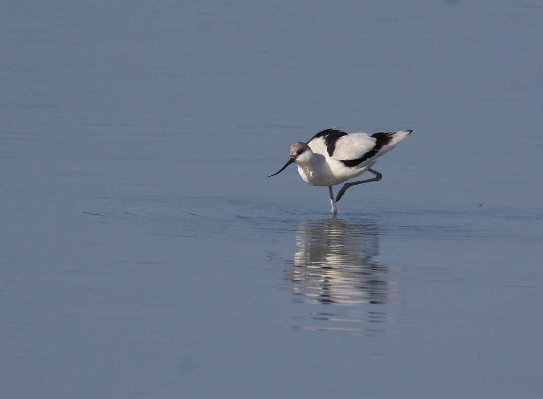 Avocette