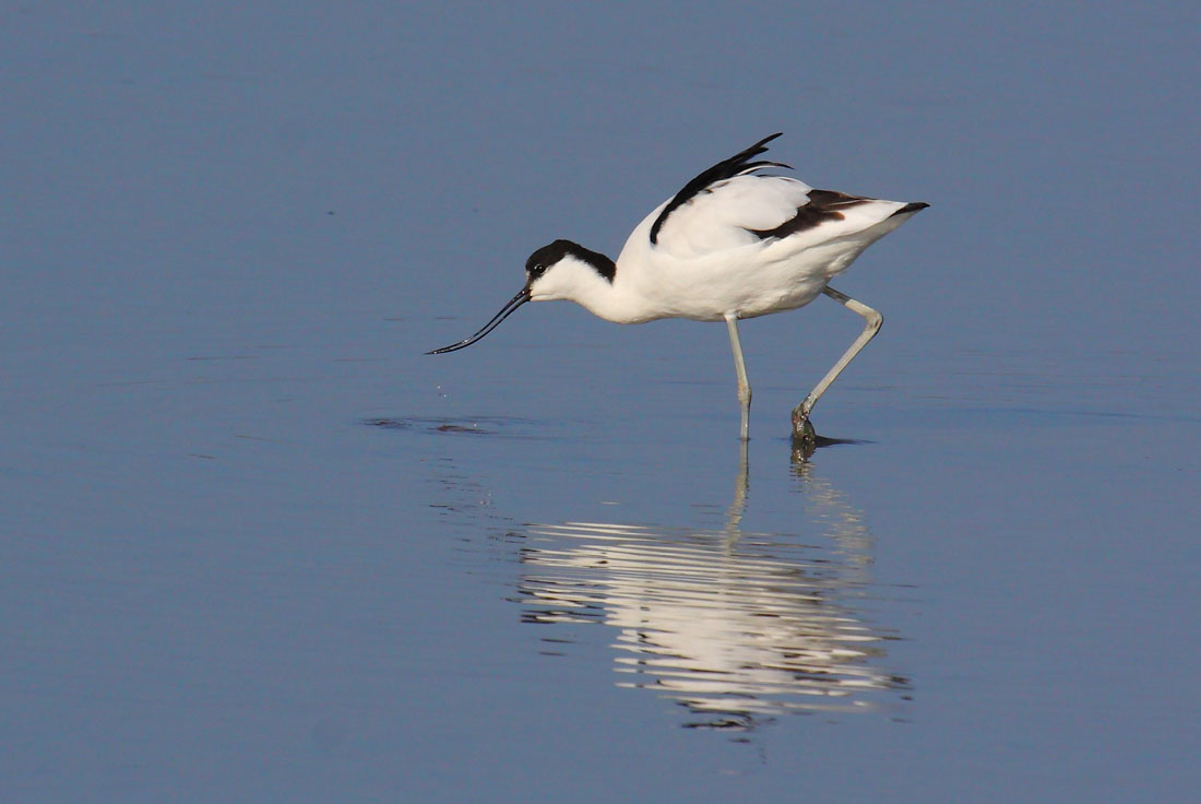 Avocette