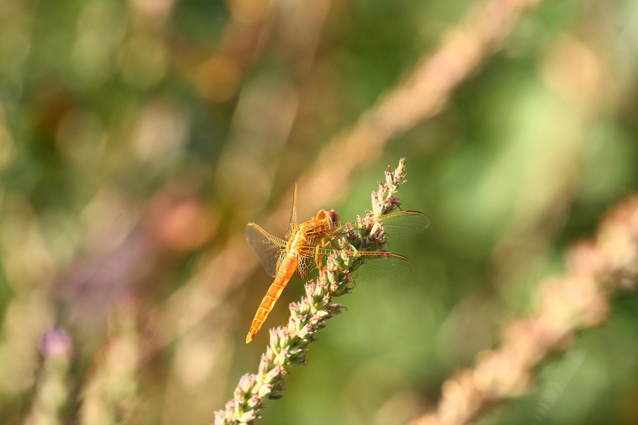 Identificazione libellula