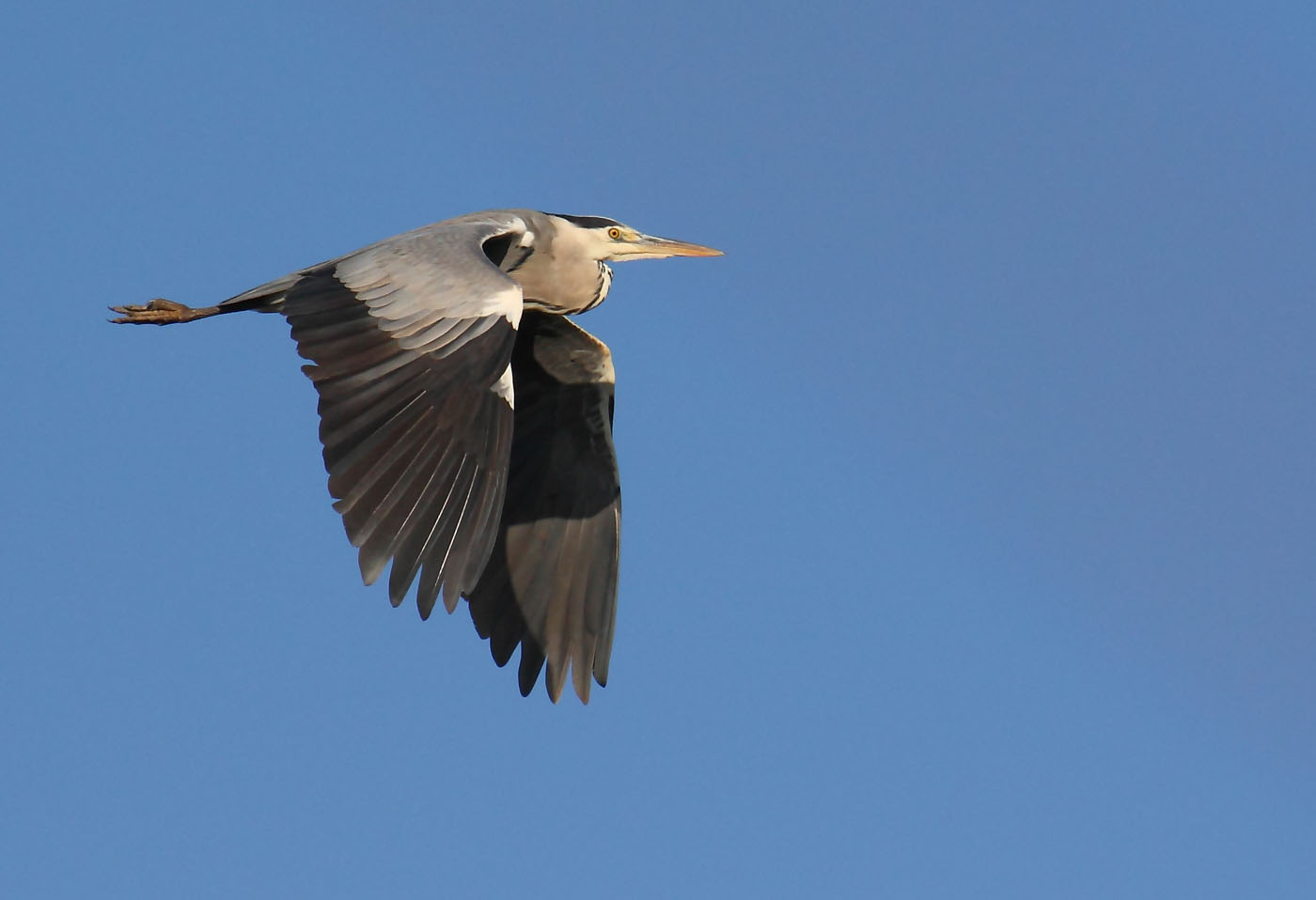 Cenerino in volo