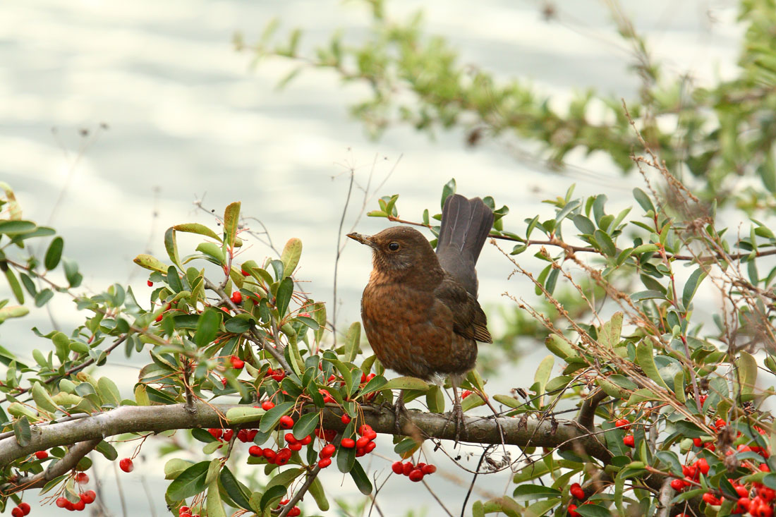 Pyracantha coccinea / Agazzino