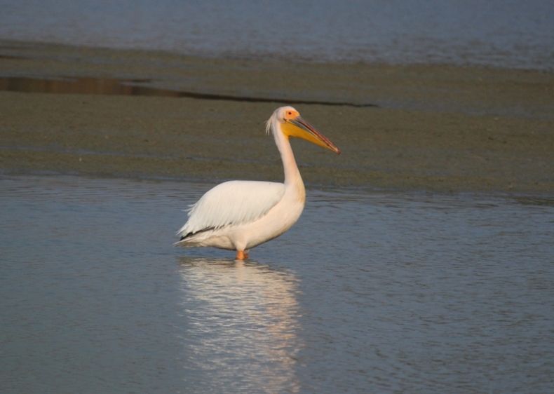 Pellicano Fiorentino - Pelecanus onocrotalus