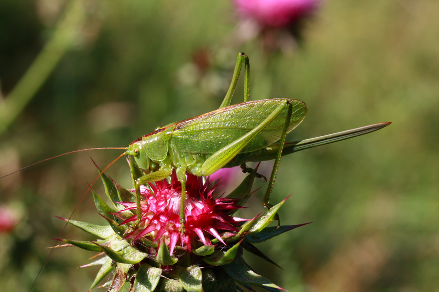 ID (Tettigonia viridissima?)