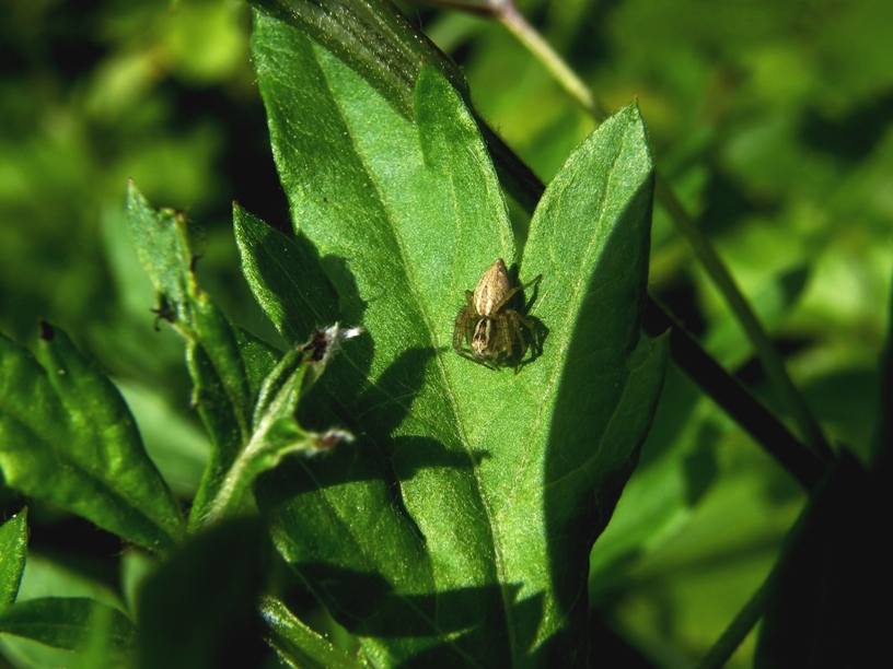 Oxyopes sp.