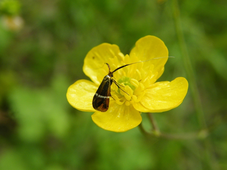 Crisalide di Pieris brassicae e Nemophora degeerella