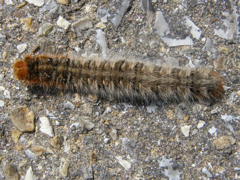 Bruco di Lasiocampa quercus