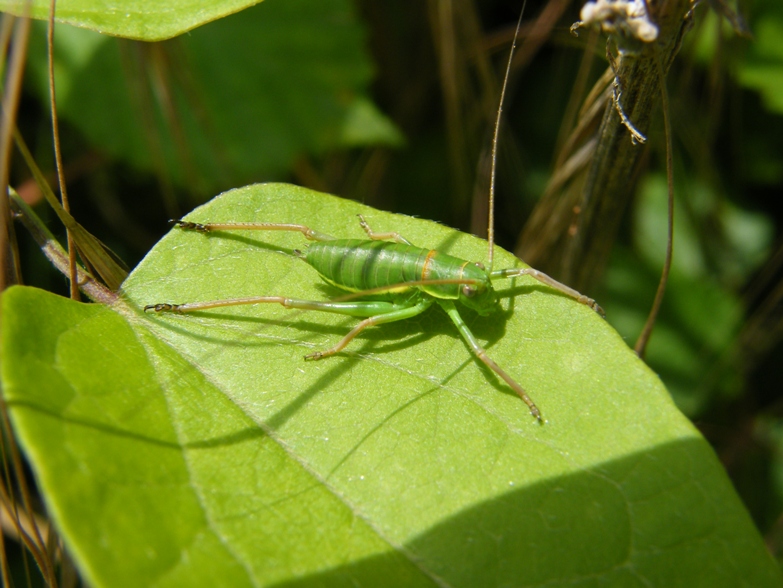 Ortotteri ID