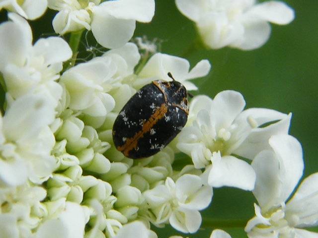 Piccolo coleottero maculato: Anthrenus scrophulariae (Dermestidae)