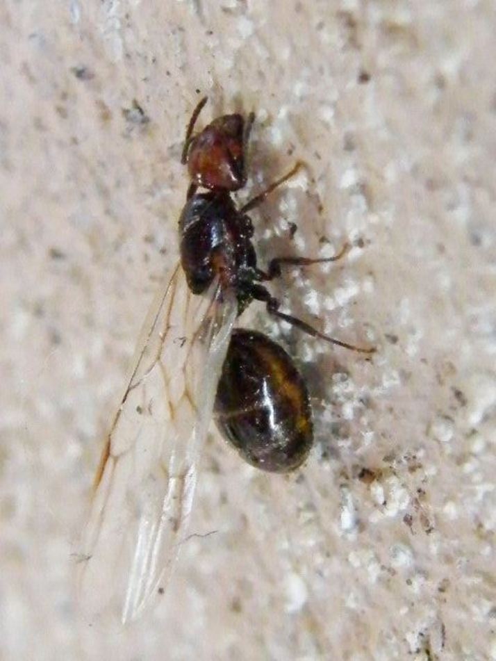 Formica alata: femmina di Creamatogaster scutellaris