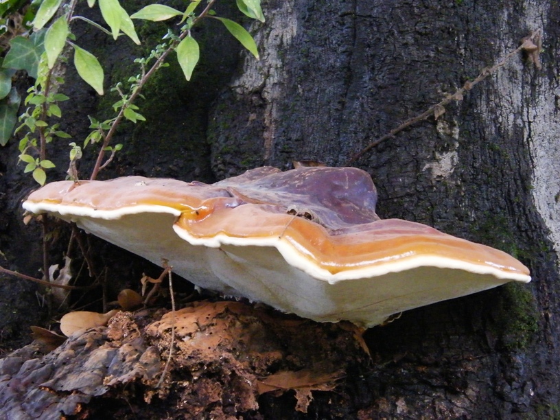 Fungo e quercia (Ganoderma resinaceum)
