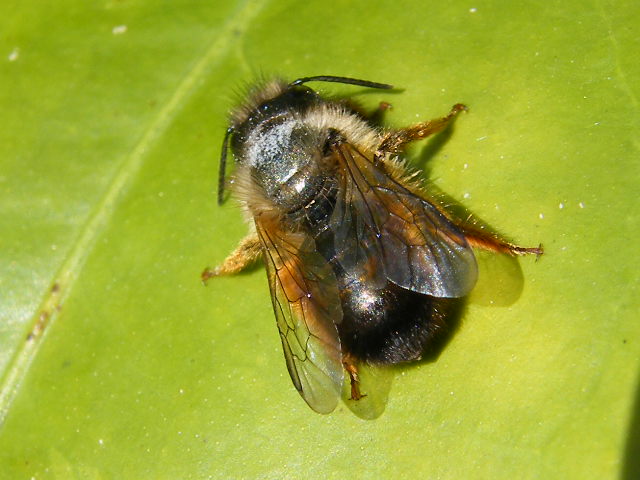 Eucera sp. (Apidae).