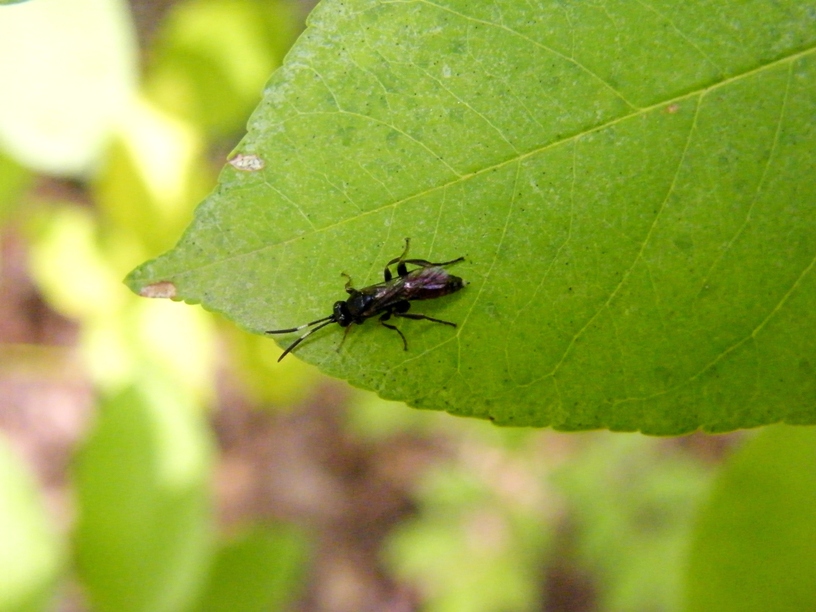 Ichneumoninae con antenne B/N