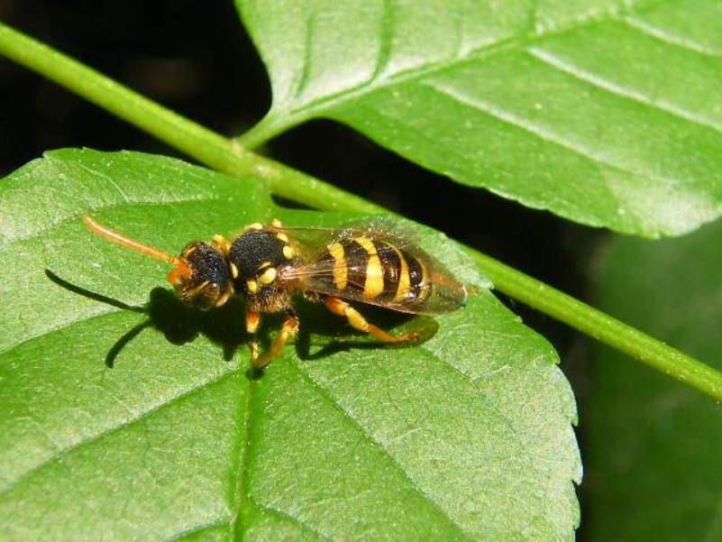 Nomada sp. (Apidae Nomadinae)