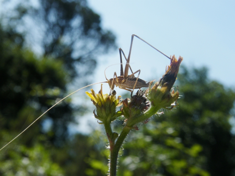 Ortotteri ID