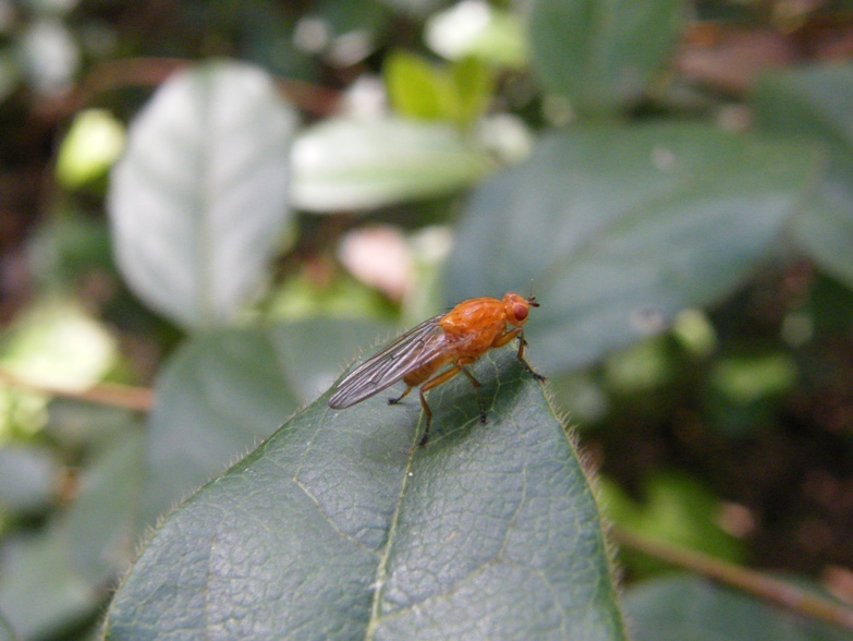 Dryomyzidae  sp.?