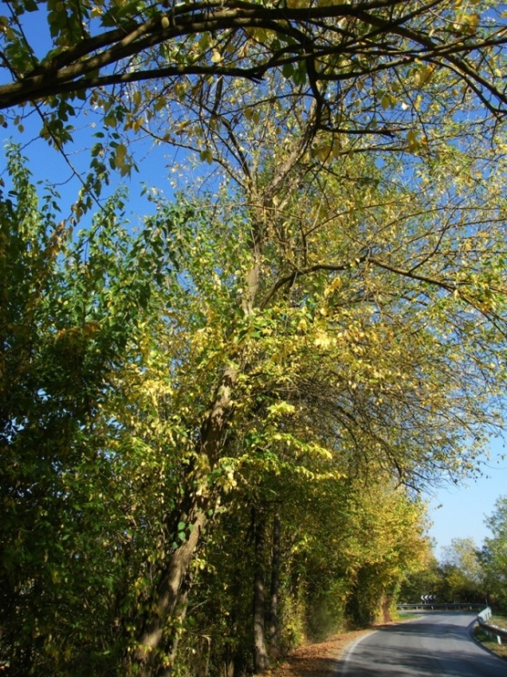 Maclura pomifera / Maclura