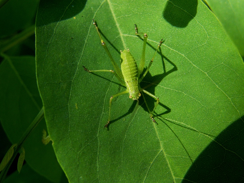 Ortotteri ID