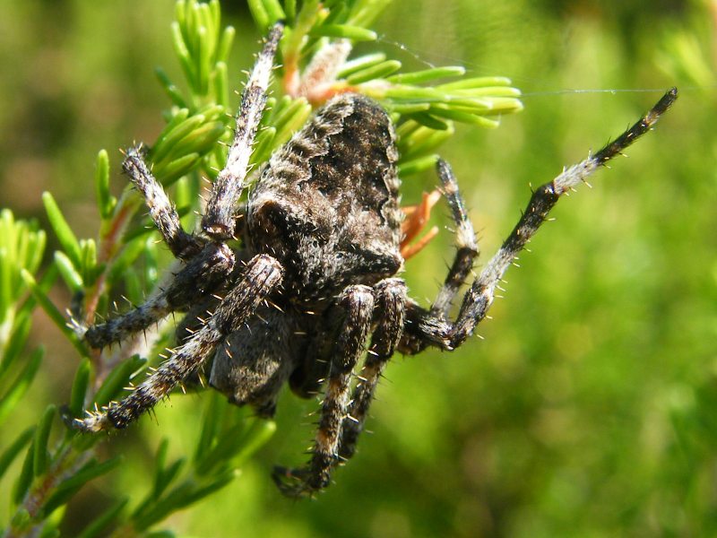 Araneus angulatus