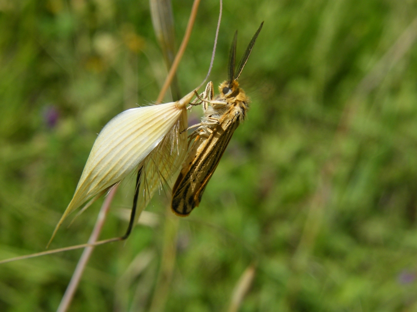 Antenne pennate