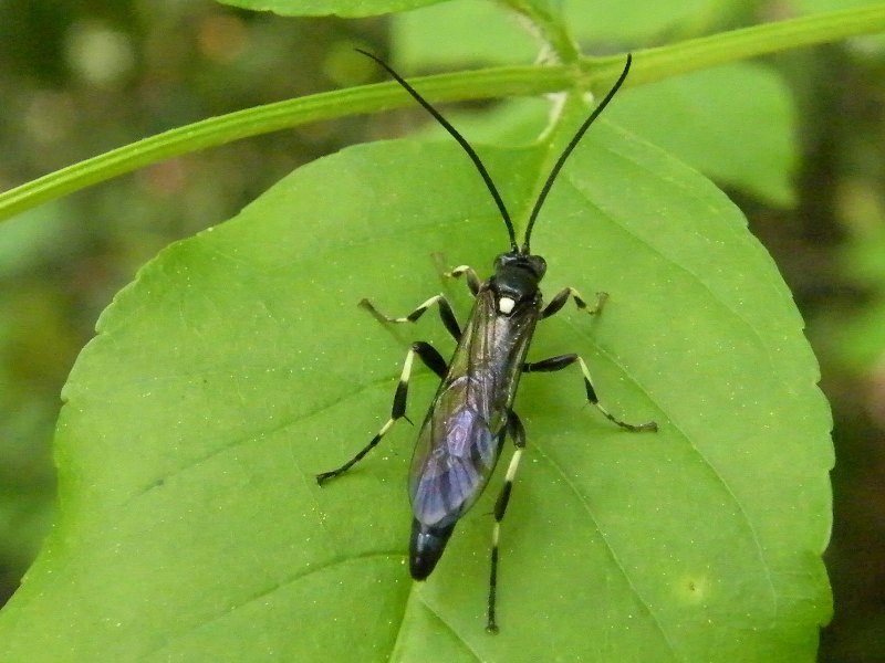 Ichneumonidae Ichneumoninae