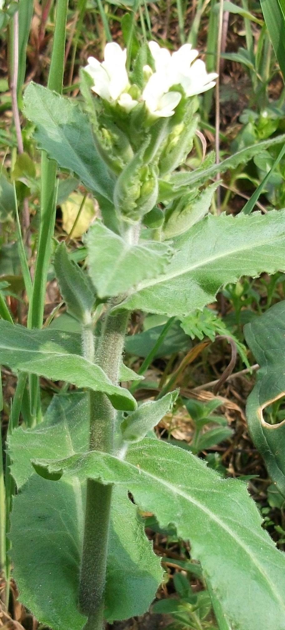 Arabis cfr. turrita