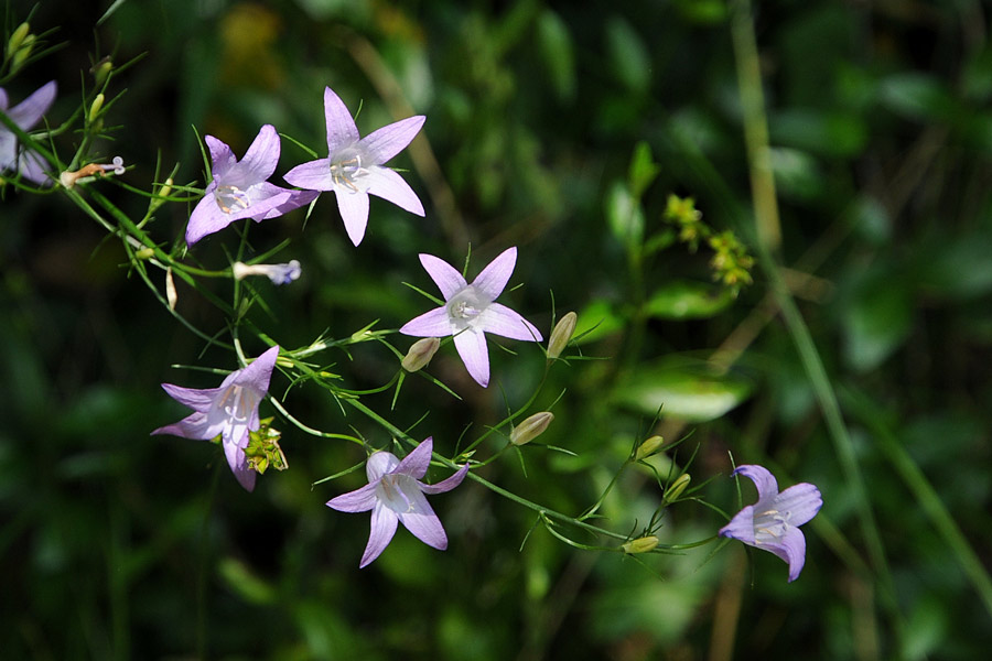 Campanula rapunculus