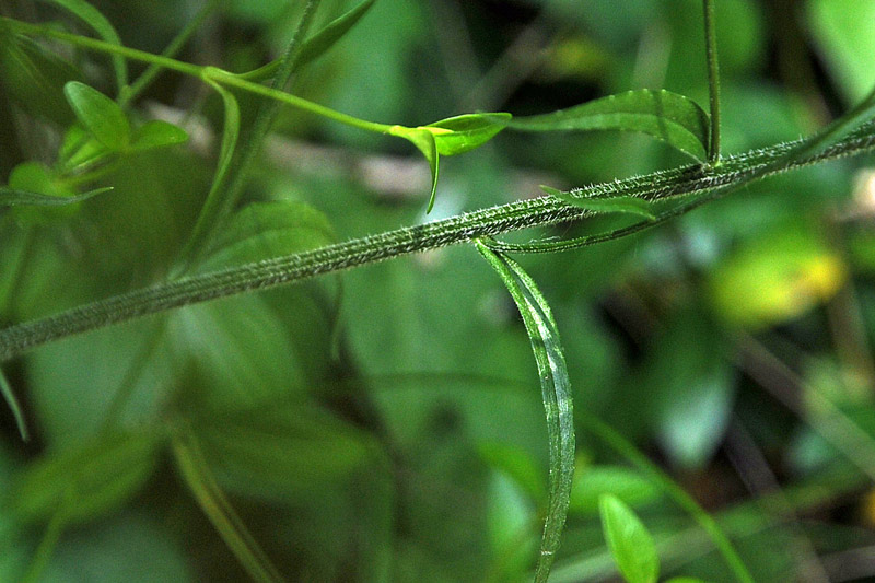 Campanula rapunculus