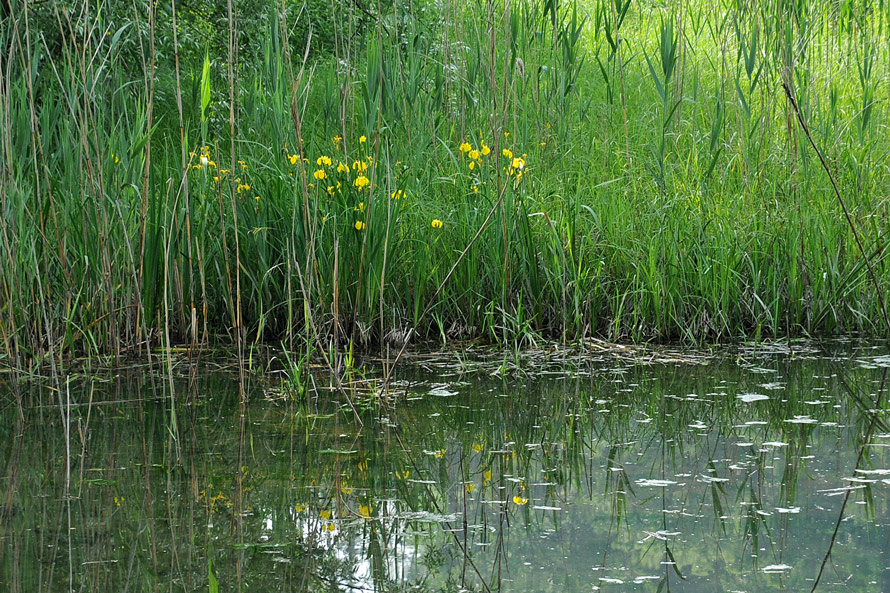 Limniris  (=Iris ) pseudacorus / Giaggiolo acquatico