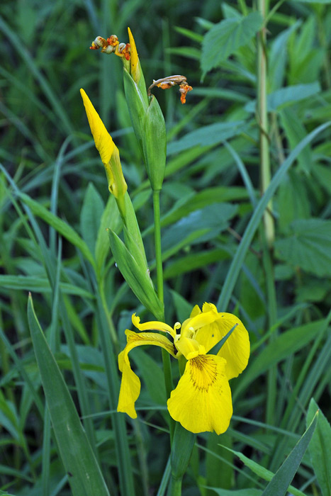 Limniris  (=Iris ) pseudacorus / Giaggiolo acquatico