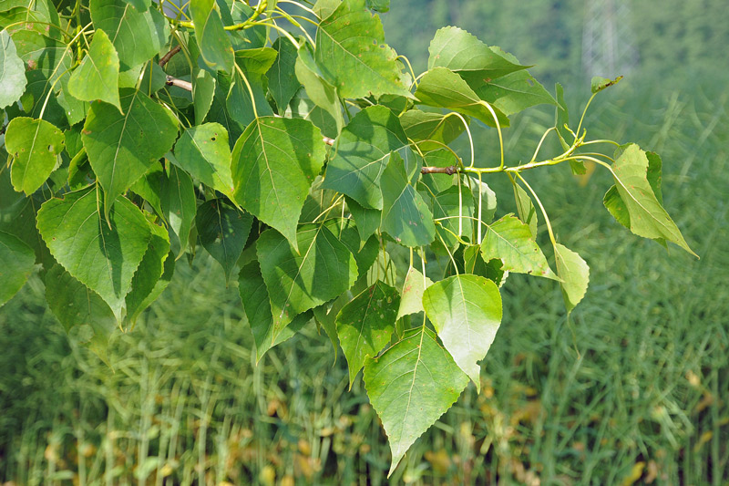 Populus nigra / Pioppo nero